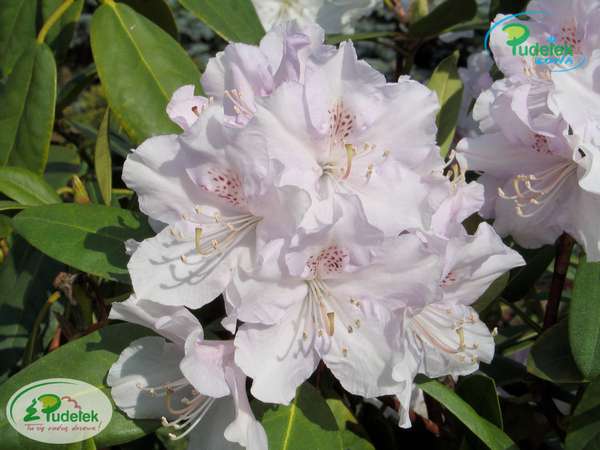 Rhododendron Herkules